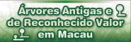Árvores Antigas e de Reconhecido Valor em Macau