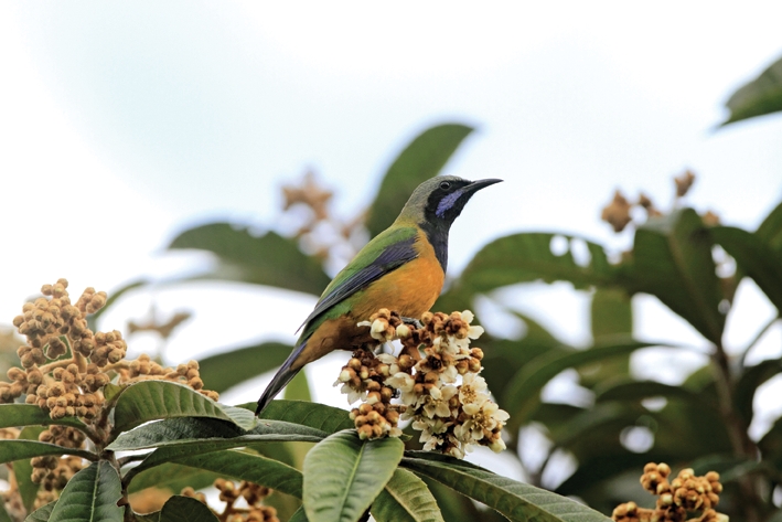 【RITAO CHAN公式アカウント04】◆端渓硯（鷓鴣斑・蕉葉白／十吋） White-cheeked Turaco 白冠蕉鹃Sony A1II FE50-150 F2 GM #birds