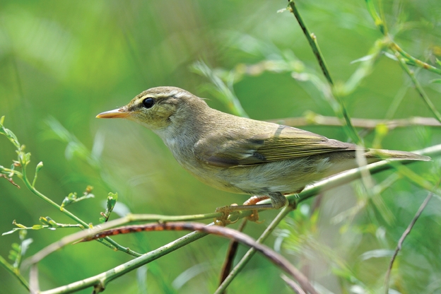 Common Tailorbird - Nature