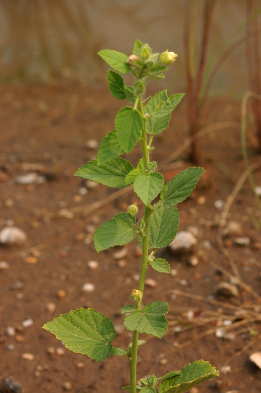 果樹 marudoraJin ao fen Golden  Side stock-photo-fig-tree-striped-