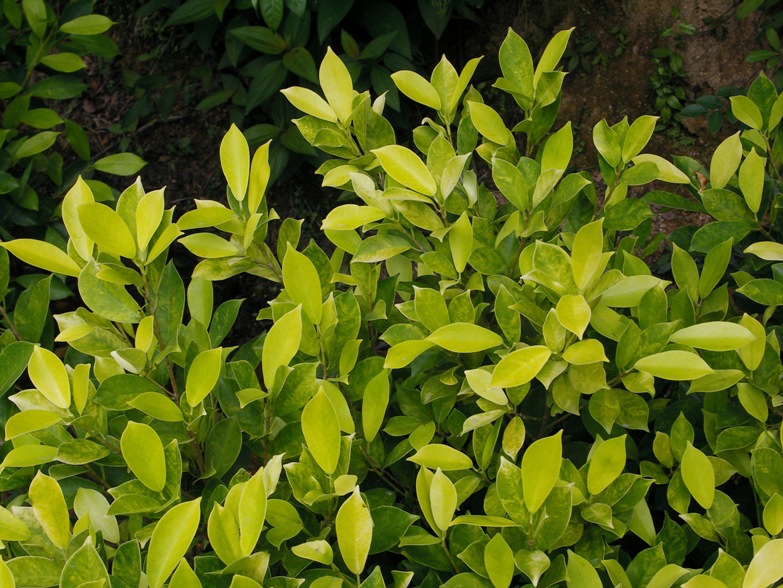 Golden-leaved Fig - Nature