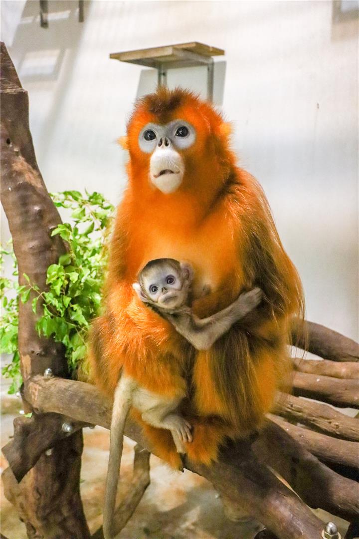 Família de macacos-dourados em Macau ganha um novo membro