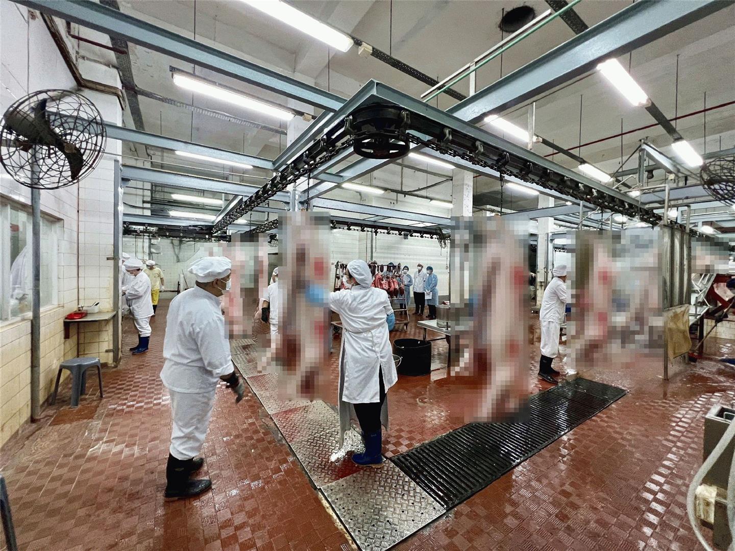 IAM elabora plano de prevenção de epidemia no Matadouro para assegurar abastecimento estável de carne de porco 