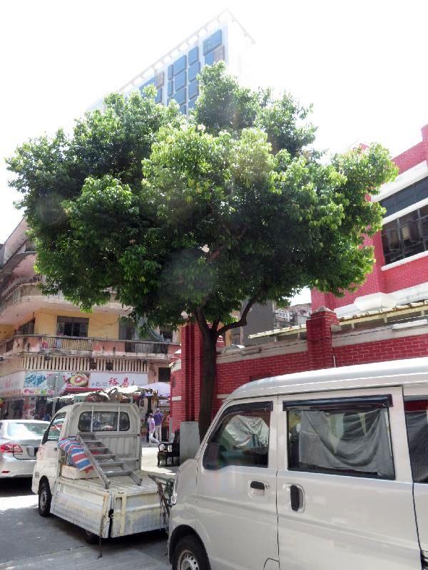 IAM executa poda ordenada de árvores de rua antes da época de chuvas e tufões 