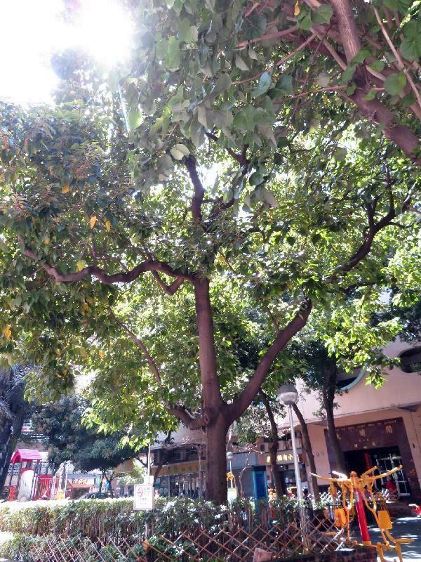 IAM executa poda ordenada de árvores de rua antes da época de chuvas e tufões 