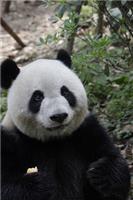O panda gigante é um urso ou um gato?