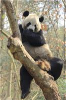 O panda gigante é um urso ou um gato?