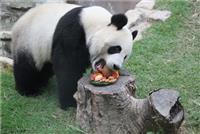 A Tempo de Vida dos Pandas Gigantes