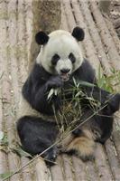 Os nomes dos Pandas Gigantes na China
