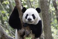 黑眼圈的由來