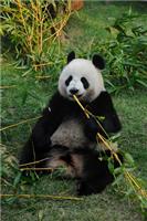 Por que os pandas gigantes gostam de comer bambu