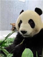 A “selecção dos alimentos” pelos pandas gigantes