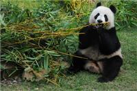 Ocasionalmente os pandas gigantes comem carne