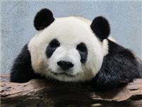 因为竹子营养价值低，大熊猫需要不停进食，所以睡眠时间不能连续太长