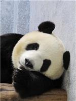 “懶洋洋”的大熊貓