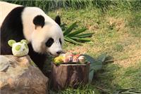 Ocasionalmente os pandas gigantes comem carne
