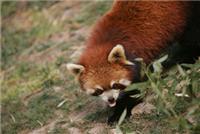 pandas pequenos