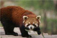pandas pequenos