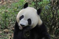 Xin Xin