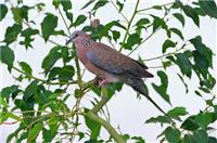 春回大地　細聽鳥語蟲鳴之大自然樂譜
