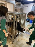 配合抽血的訓練