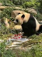 健健食冰蛋糕