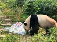 康康食冰蛋糕