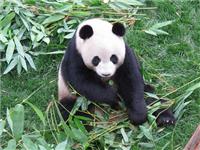 大熊貓愛吃竹子的原因