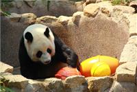 As actividades diárias dos Pandas Gigantes