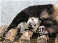 Segredo das Patas dos Pandas Gigantes