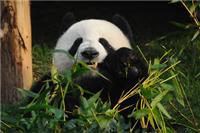 大熊猫可以用前掌灵活地抓著竹子和食物进食