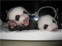 As crias dos pandas gigantes são conhecidas como pandas pequenos?