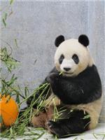 A RAEM agradece a oferta dos pandas-gigantes