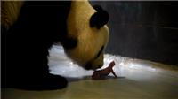 大熊猫“心心”非常关注刚出生的大孖宝宝