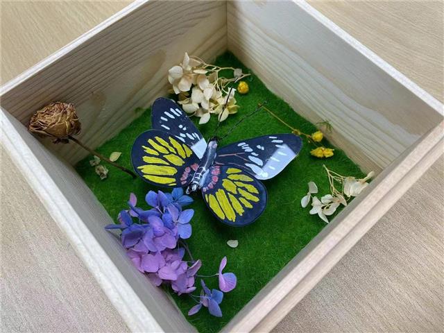 小小動物學家工作坊 - 昆蟲標本模型