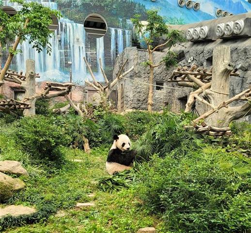 圖片