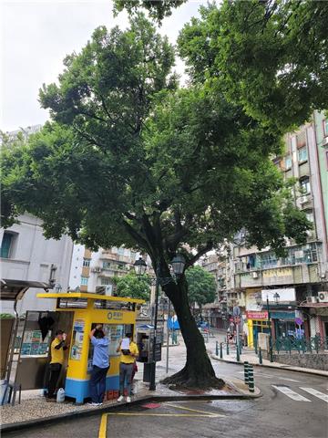 圖片